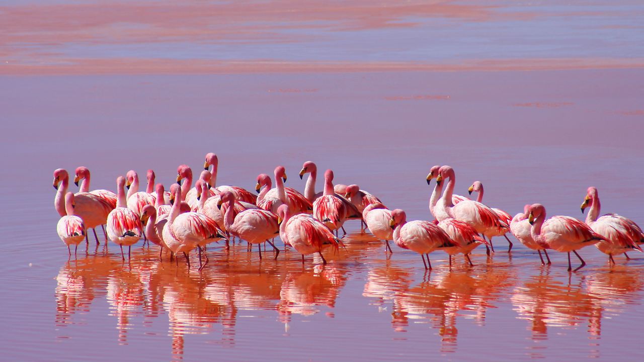 Group of Flamingos at Jubail Island